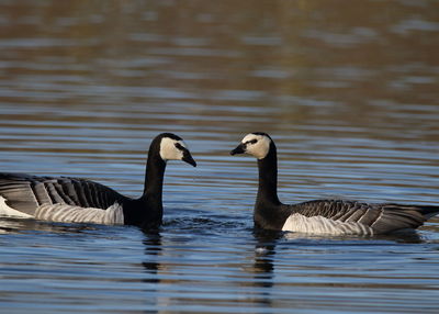 Birds swimming in lake