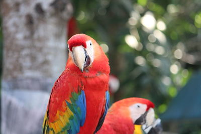 Close-up of macau parrot