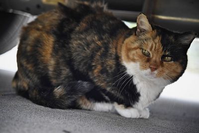 Close-up of a cat looking away