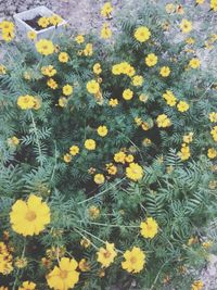 High angle view of yellow flowers blooming on field