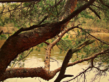 Reflection of trees in water