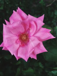 Close-up of pink flower blooming outdoors