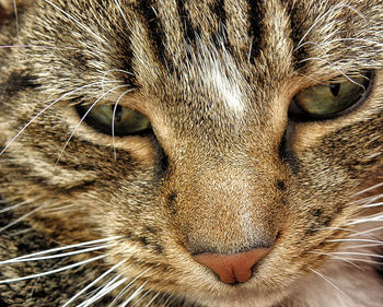 Close-up portrait of cat