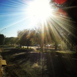 Sun shining through trees