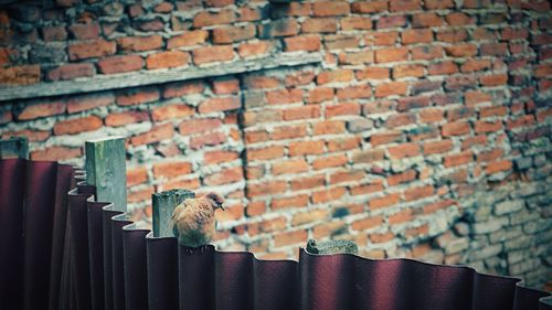 Low angle view of birds perching on brick wall