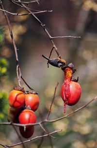 Close-up of red berries growing on tree