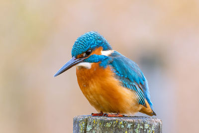 Close-up of bird perching on wood