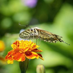 Close-up of butterfly pollinating on flower