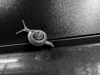 Close-up of snail