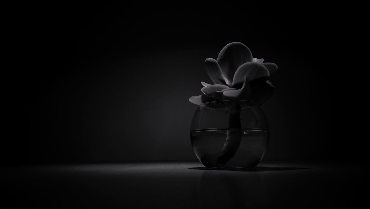 black background, copy space, studio shot, indoors, vase, table, no people, close-up, freshness