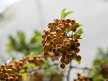 Close-up of rowanberries growing on tree