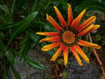 Close-up of orange flower blooming outdoors