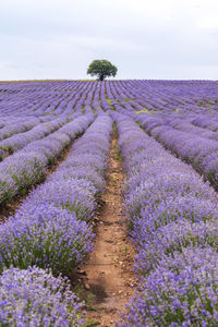 Purple flowering plants on field against sky