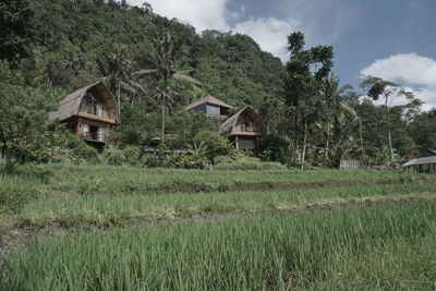 The beautiful villa is full of plants and flowers with a tropical feel, karangasem, bali, indonesia