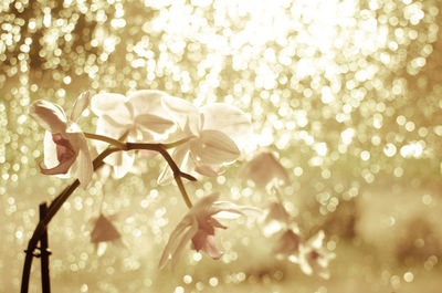 Close-up of flower blooming against sparks