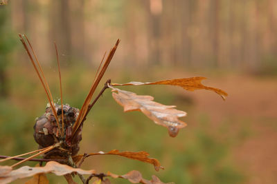 Close-up of dry leaves on plant during autumn