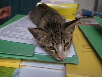 Close-up of cat on table