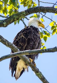 Low angle view of eagle perching on tree