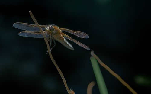 Close-up of dragonfly