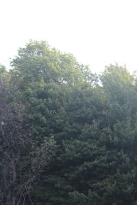 Trees in forest against clear sky