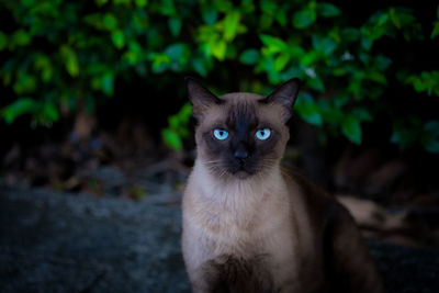 A cute thai cat in the name is siamese cat looking at the camera make a serious face.