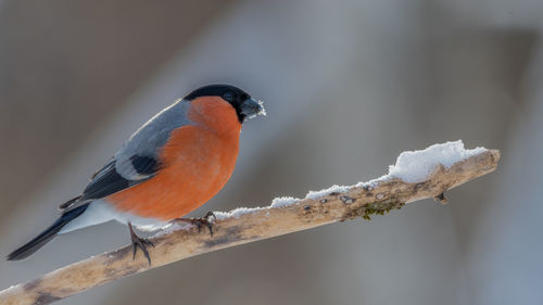 Close-up of bird perching on branch