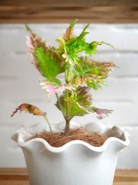 Close-up of potted plant on table at home