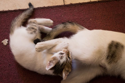 High angle view of cats lying down
