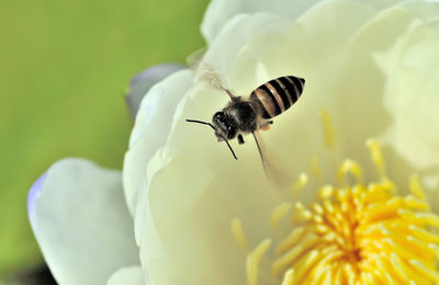 Close-up of bee pollinating on flower