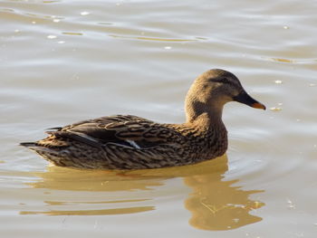 Close-up of duck swimming in lake