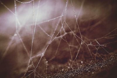 Close-up of spider on web