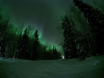 Trees on snowy field against sky at night