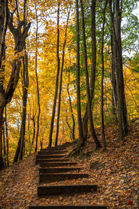 Scenic view of forest during autumn