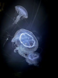 Close-up of jellyfish swimming in sea