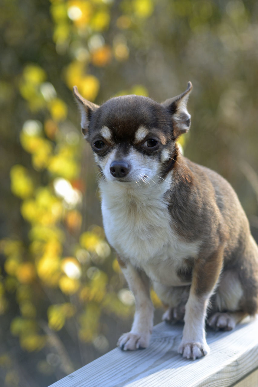 PORTRAIT OF DOG LOOKING AT CAMERA OUTDOORS