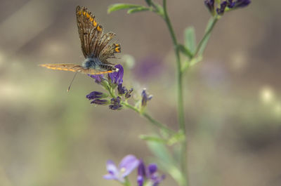 Close-up of butterfly pollinating on purple flower