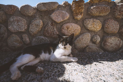 Portrait of cat sitting on stone wall