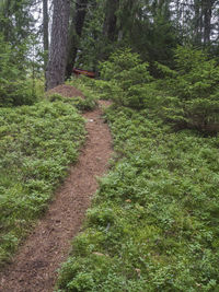 Trees in forest