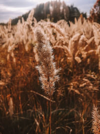 Close-up of dried plant on field