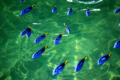 High angle view of fish in sea