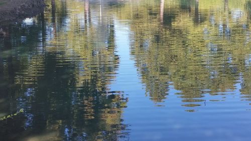 Reflection of trees in lake