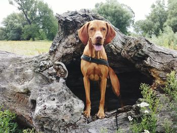 Portrait of vizsla standing in fallen tree trunk