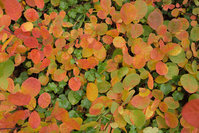 Full frame shot of flowers
