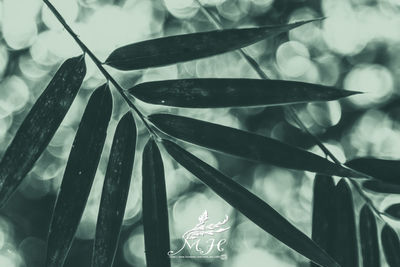 Close-up of leaves in water