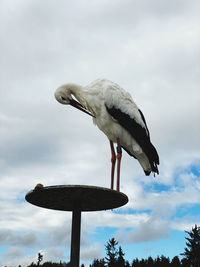 Bird-in-nature