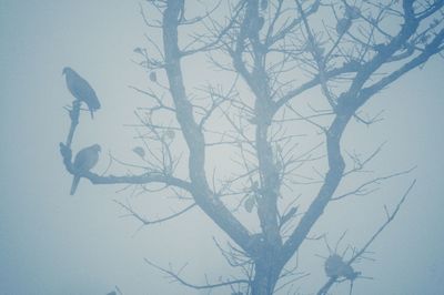 Bare trees against the sky