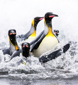 High angle view of penguins in water