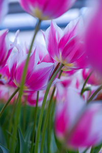 Close-up of pink flowering plant