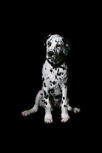 Close-up of art over black background