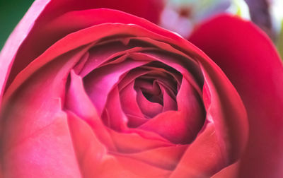 Close-up of fresh pink rose blooming outdoors